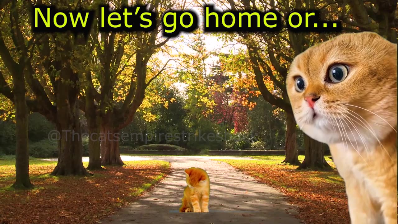 What to Do When a Cat Does Poorly in Math (Ep.73)