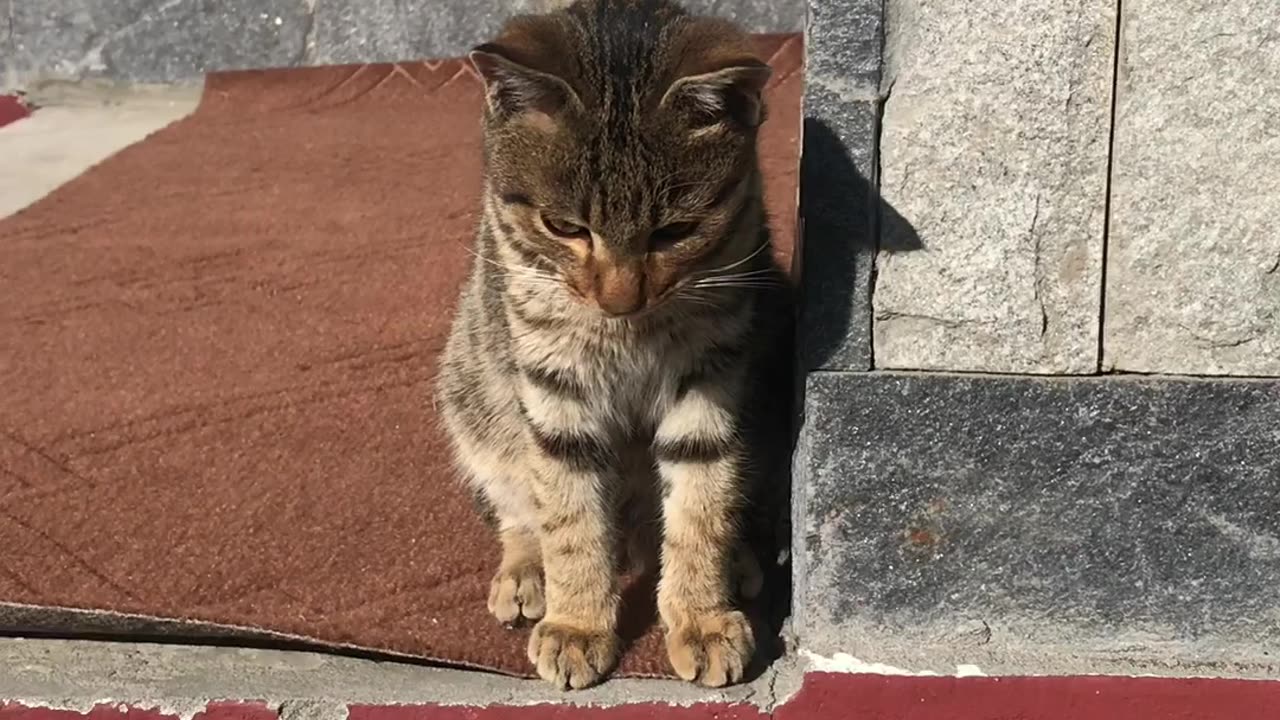 Kittens & Nature