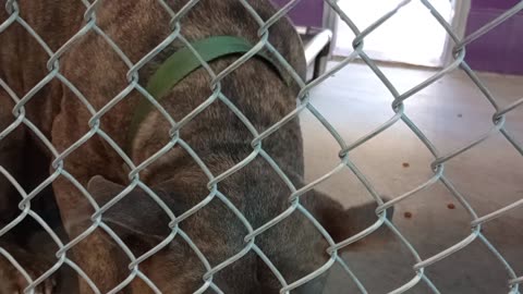 Zeus 6y Pet Id 948578 kennel 22 HSSAZ shelter20251004843