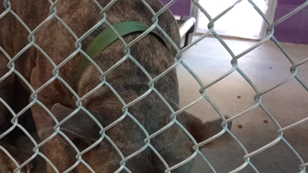 Zeus 6y Pet Id 948578 kennel 22 HSSAZ shelter20251004843