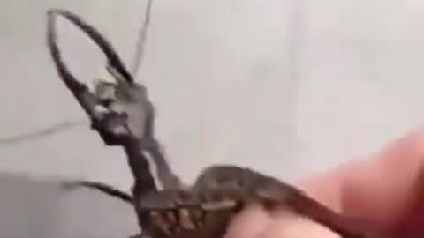 Breaking‼️Bug found on NYC street leads to scientific breakthrough