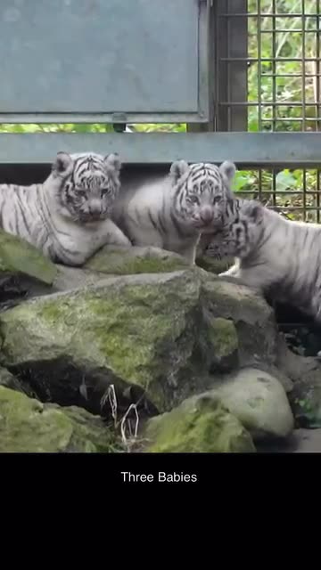 Siberian tiger cubs