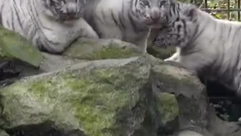 Siberian tiger cubs