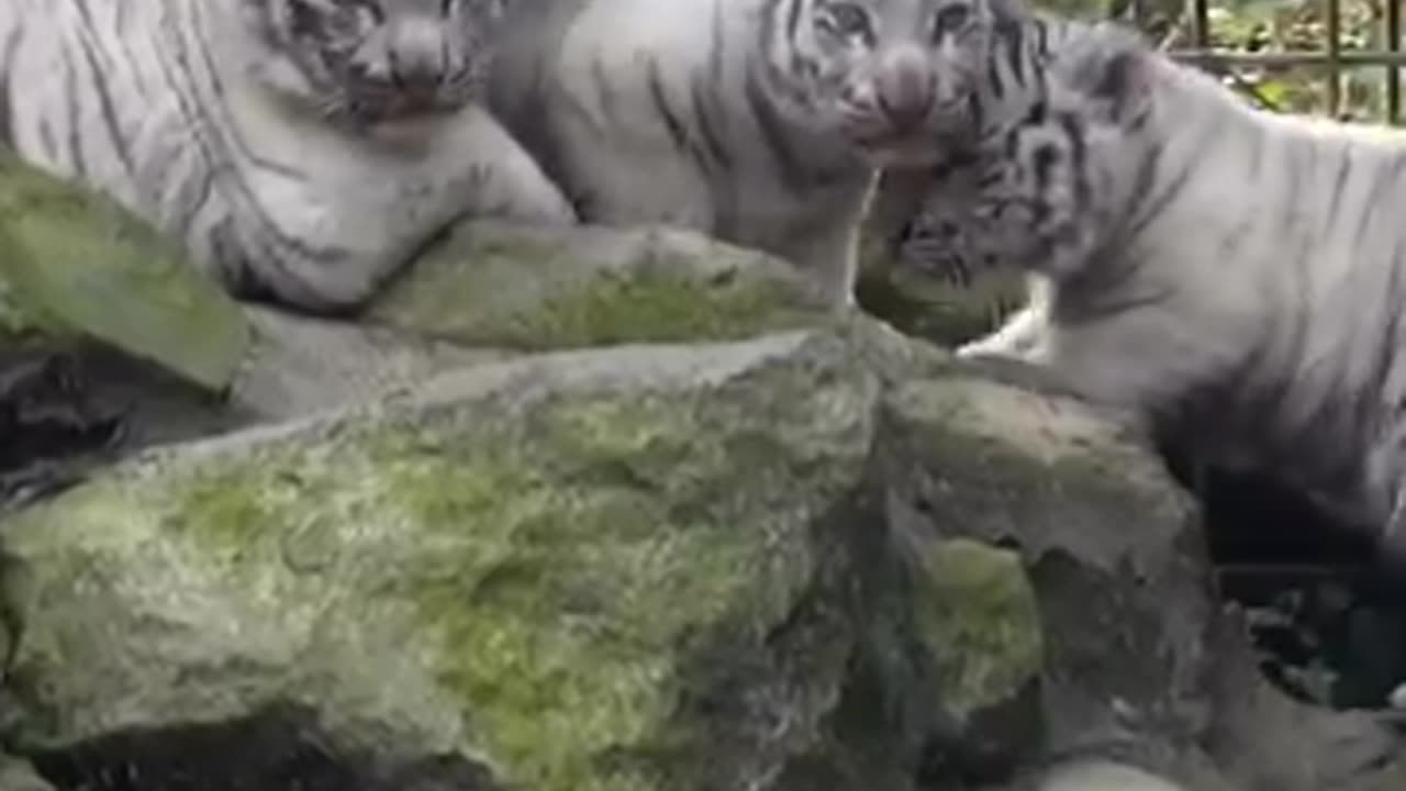 Siberian tiger cubs