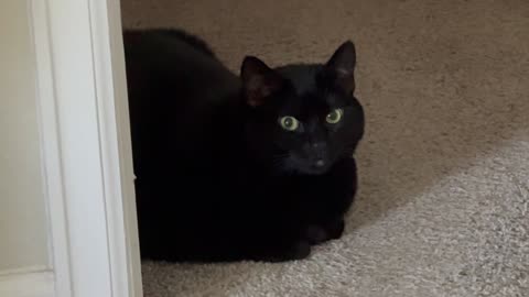 Cute Precious Piper is a Security Souffle - My Adopted Shelter Cat Vlog