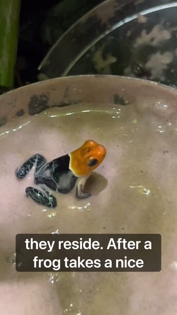 Spa Day For My Poison Dart Frogs!