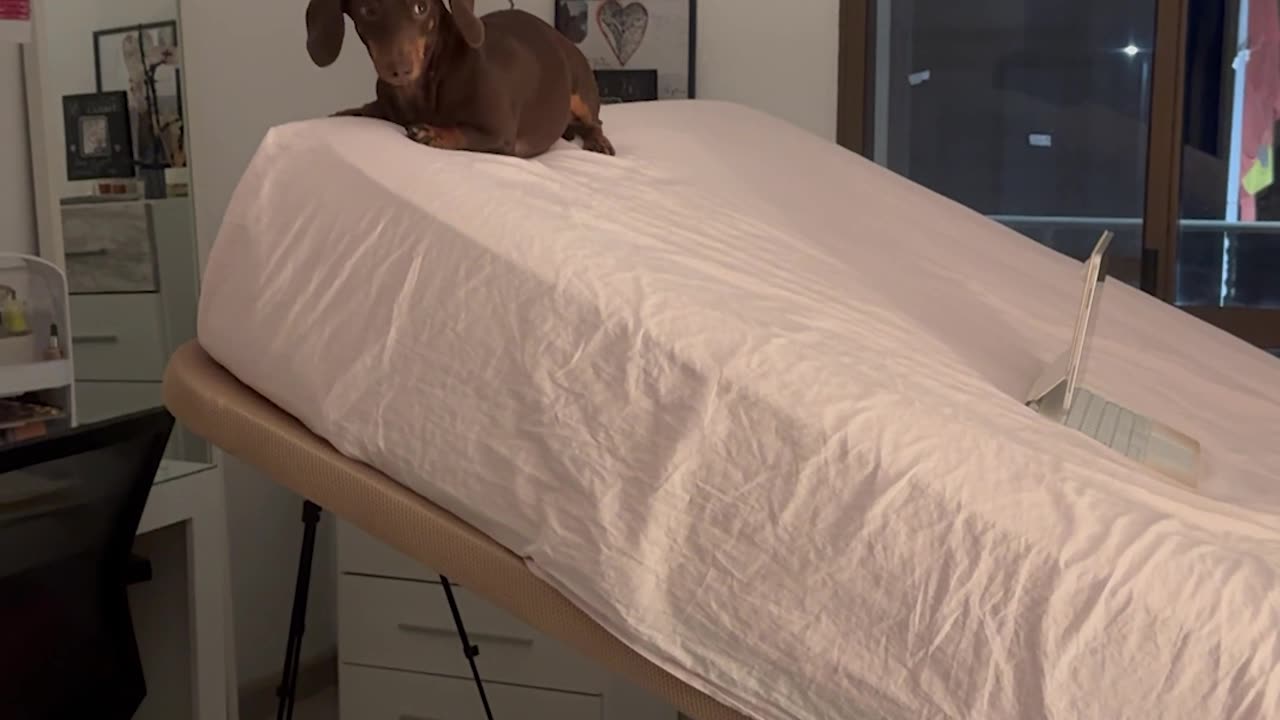 Dog Sits at the Top of a Raised Bed