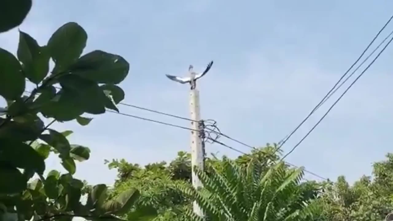 🤯🌬️ Storks Drying Their Wings! | FeedMyCuriosity