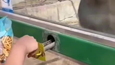 Funny Cat and Dog