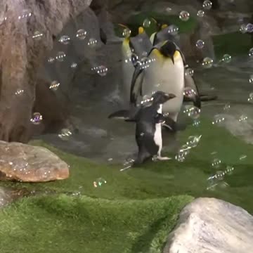 Children love bubbles