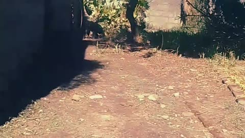 Los peludos al sol - Primavera (29/09/2025)