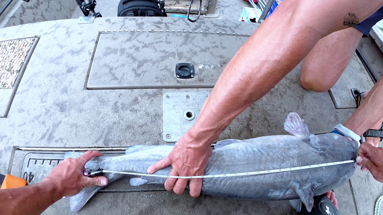 Multiple TROPHY Catfish 🏆 On The Cumberland River | Chasing Tennessee