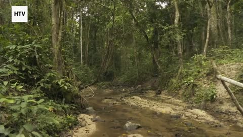 Elephant & African Wildlife #17 – Majestic Giants of Gabon