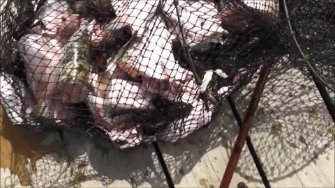 Catching freshwater crayfish