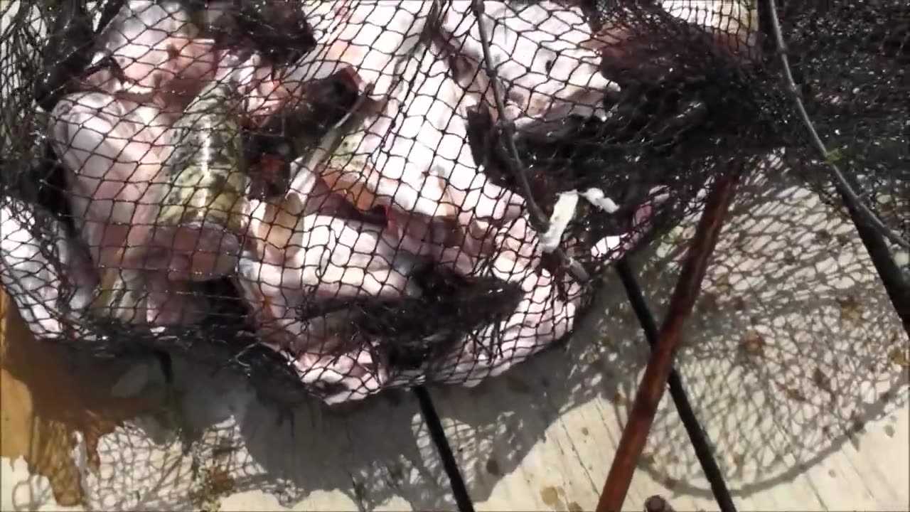 Catching freshwater crayfish