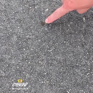 A TINY FROG HOPPING!