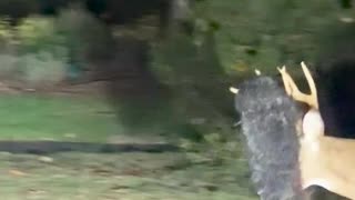 🦌🤣 This Deer's Fashion Disappointment is EPIC! | FunFM