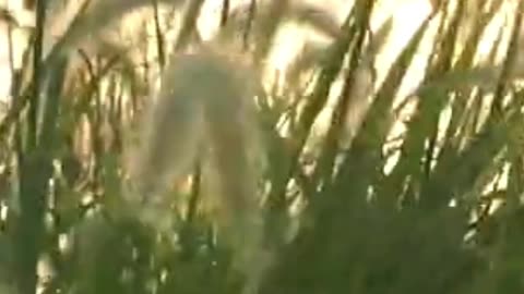 😊 248 ERES UN IMÁN VIVIENTE… ATRAES LO QUE ERES 😊