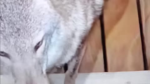 Wild coyote visits man