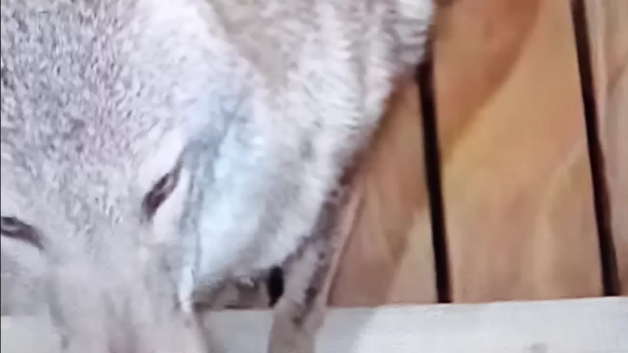 Wild coyote visits man