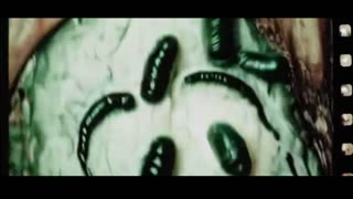 "Maggot Therapy" - The Shang Daddies (OFFICIAL MUSIC VIDEO)