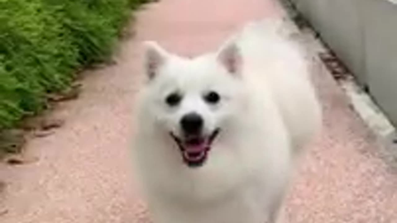 cute dog