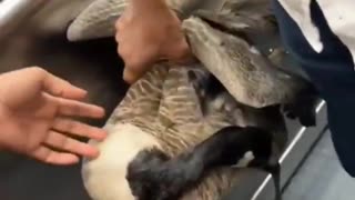 Even lake ducks are not safe in UK.