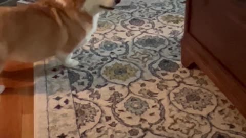 Corgi Pup Annoys His Mom Until She Plays With Him