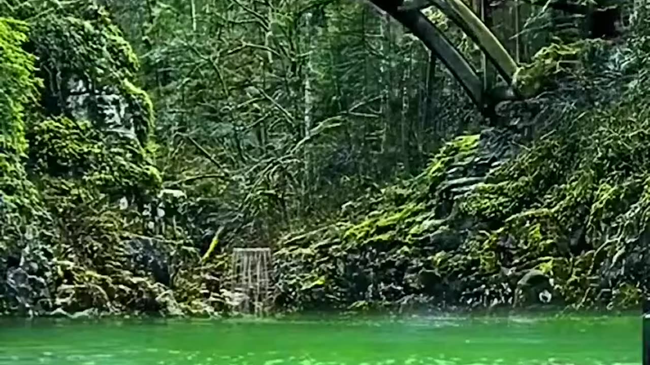 nature video