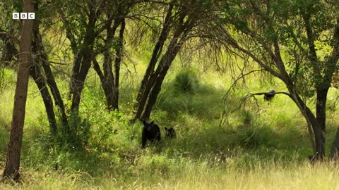 ‎Lone Wolf vs Caribou Herd | Nature s Great Migrations | BBC Earth