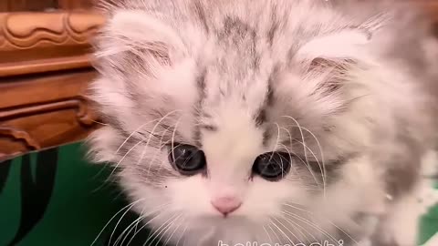 Cute animals - cute cats _ - cute animal videos