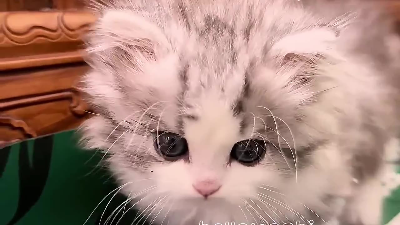 Cute animals - cute cats _ - cute animal videos