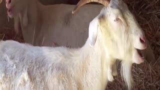 goat