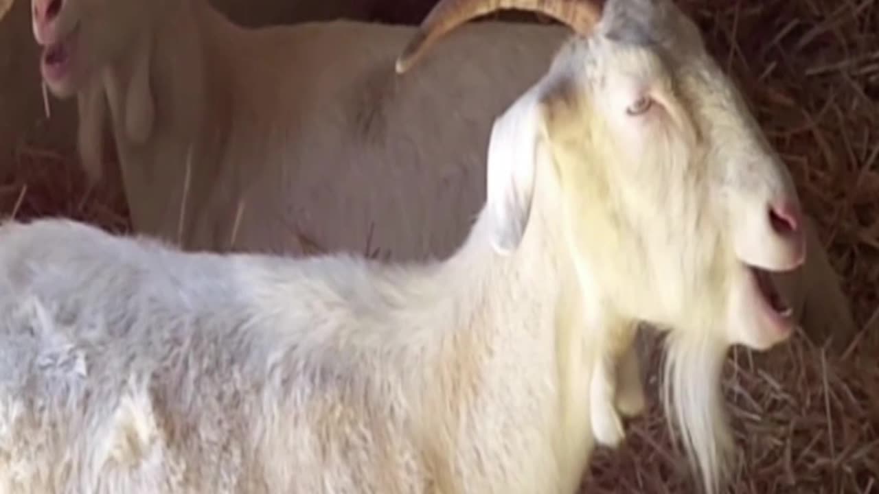 goat