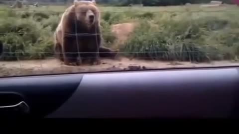 Polite bear