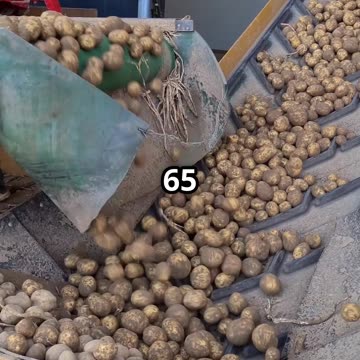Keep Potatoes Fresh for 8 Months With This Simple Hack!