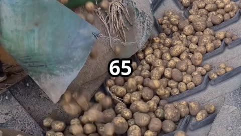 Keep Potatoes Fresh for 8 Months With This Simple Hack!