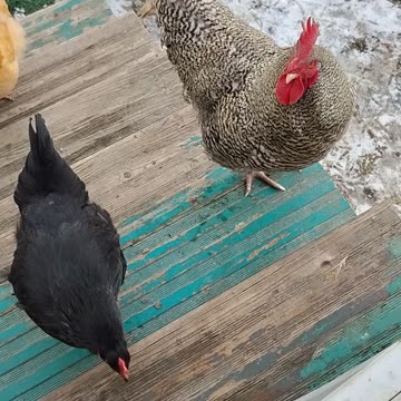 Our chickens