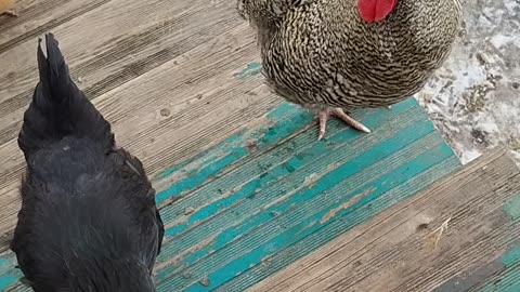 Our chickens