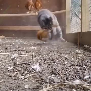 Funny animals video