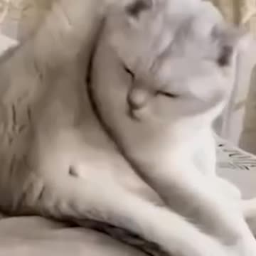 These Are the Funniest Cats You’ll See in 2025! 😂