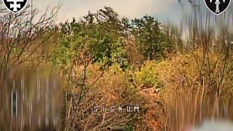 🚀🔥 Ukraine Russia War | SIGNUM Battalion Hits Russian Tanks with FPV Drones near Lyman | RCF