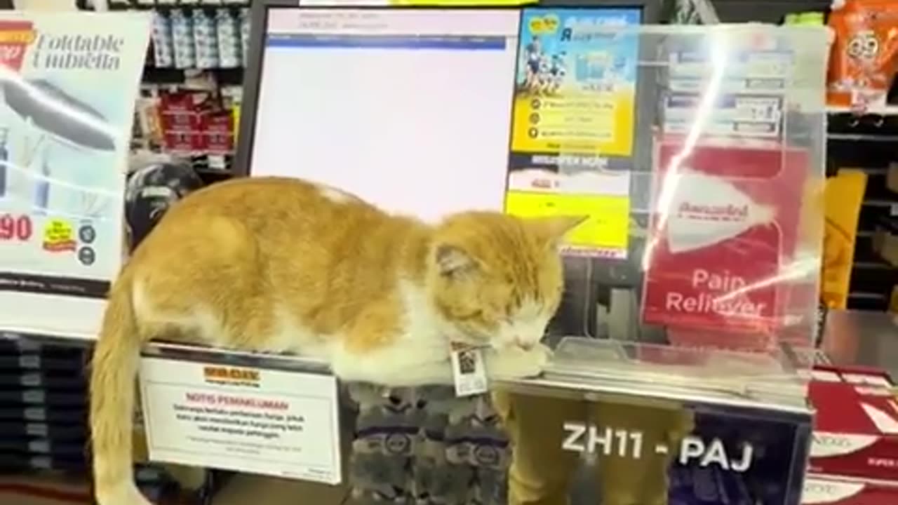 🤣🦴 Meet the Cutest Security Manager Ever! | FunFM