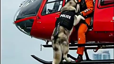 🚁 Golden Retriever Hero Saves Paramedic from Helicopter Crash! 🐕🔥 #Dogs#Rescue#Animals #Viral#Shorts