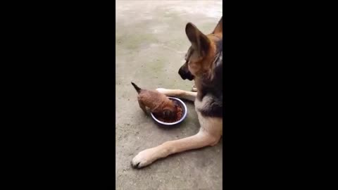 hungry puppy