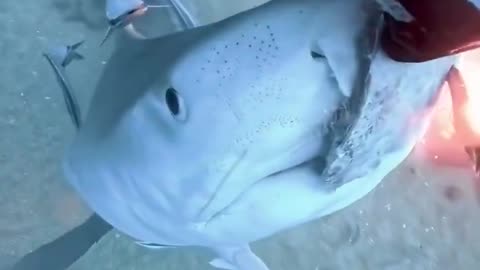 Do you like sharks? Which is your favorite?