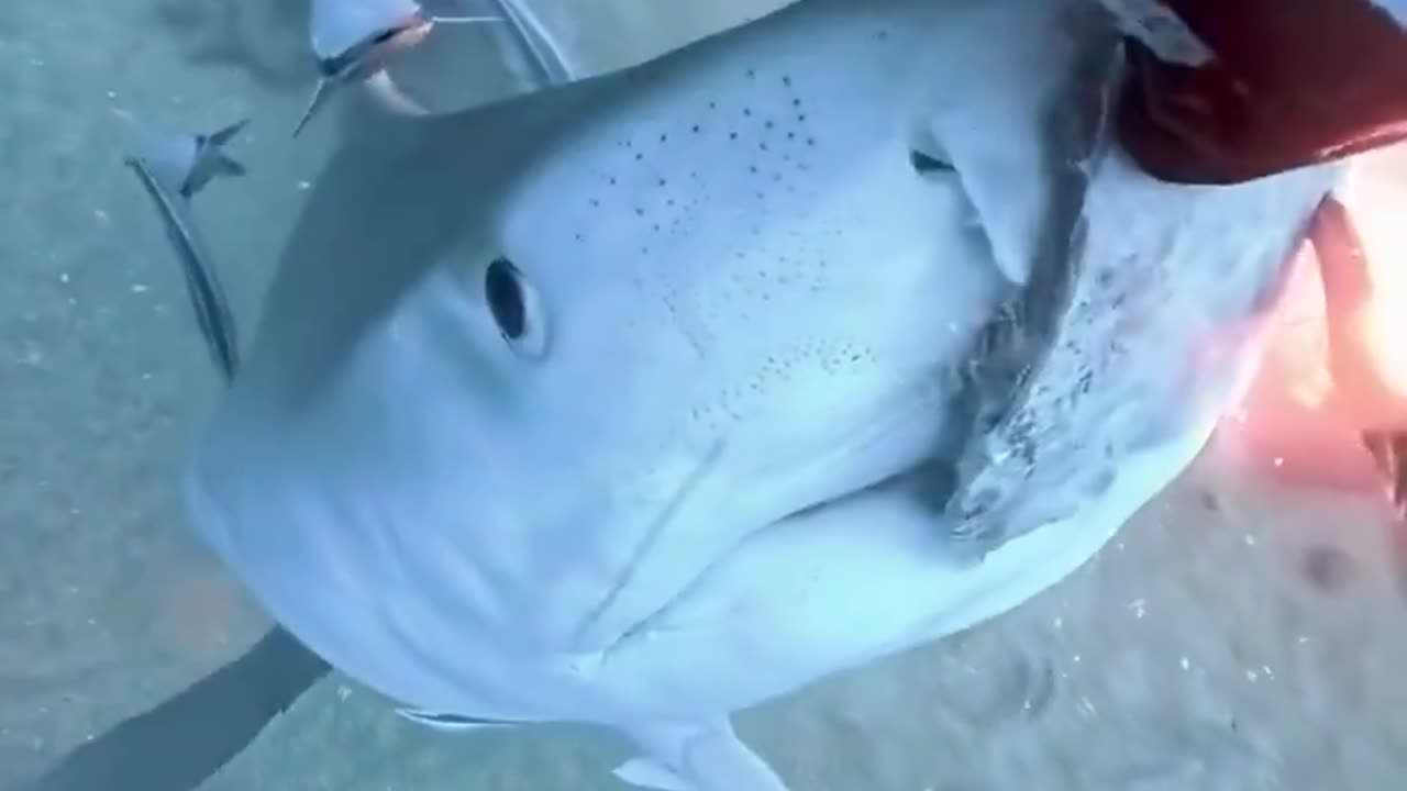 Do you like sharks? Which is your favorite?