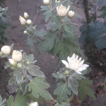 Chrysanthemum Buds