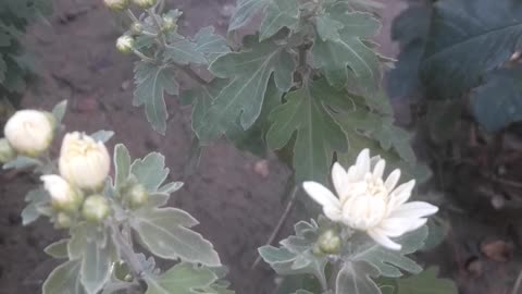 Chrysanthemum Buds