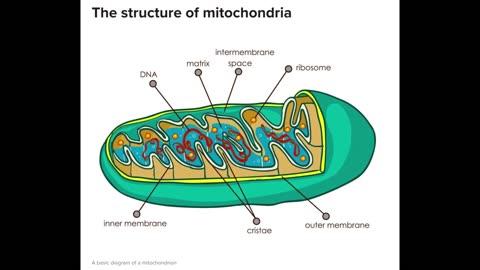 Dr. Jeff Sullender on Mitochondria - 02/21/25